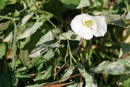 Fungii atmosferici